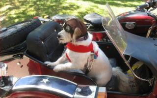Ural photos 2005 Troyka sidecar dog